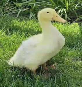 Louie the Miracle Duck meme coin artwork