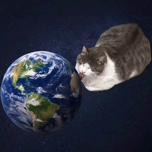 LickinCat meme coin artwork